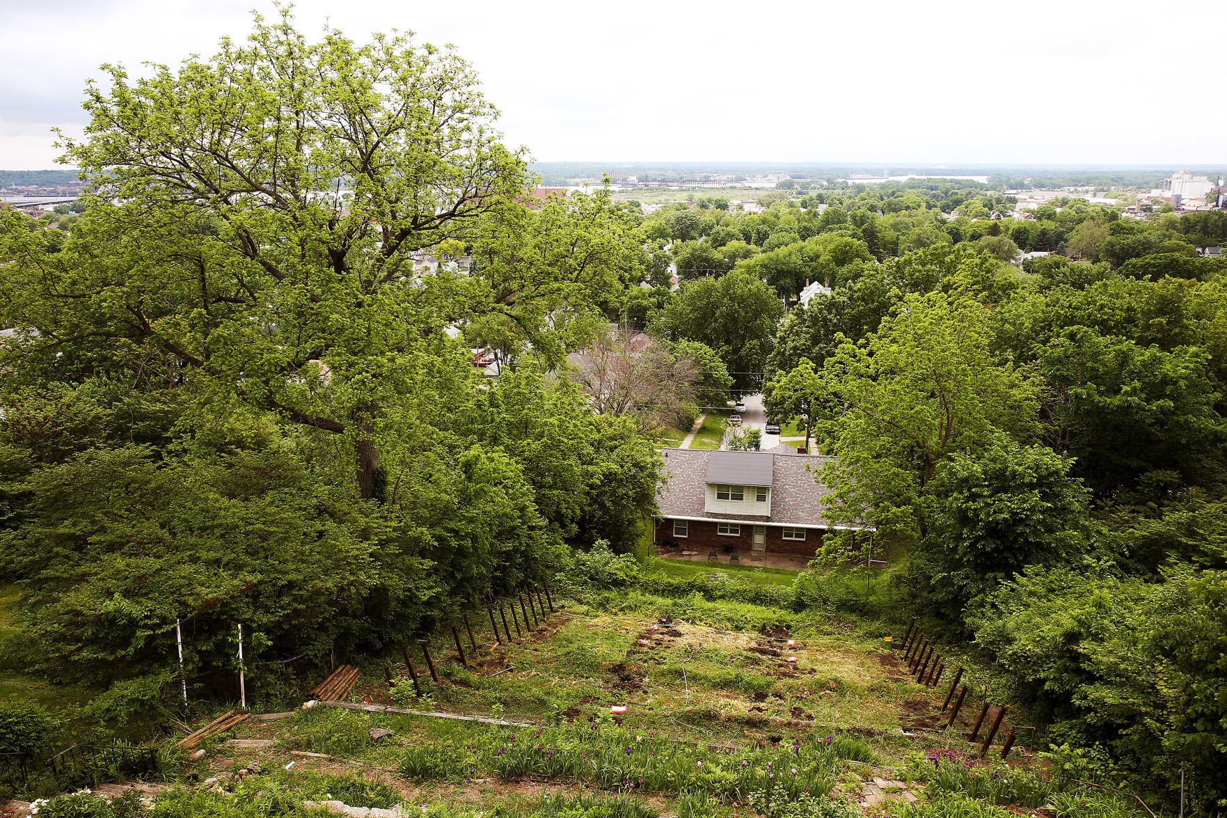 Davenport vineyard
